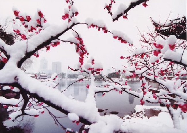 大雪无情人有情,一面锦旗留心中